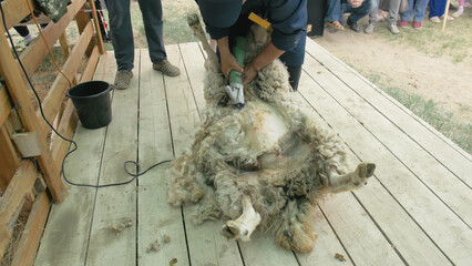 Men shearer shearing sheep at agricultural show in competition. The process by which wool fleece of...