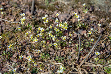 Androsace maxima, Annual Androsace, Primulaceae. Wild plant shot in spring.