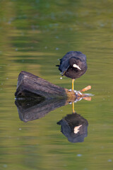 Ein Blesshuhn kratzt sich am Kopf