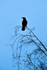 Rabenvogel in der blauen Stunde