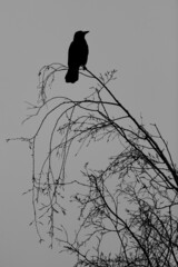 Rabenvogel in schwarz weiss