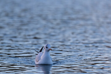 Lachmöwe in der blauen Stunde