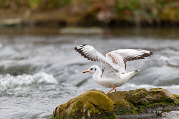 Eine Lachmöwe sitzt auf einem Stein im Flusslauf