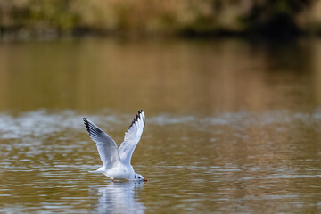 Eine Lachmöwe bei einer Wasserlandung auf dem Bauch