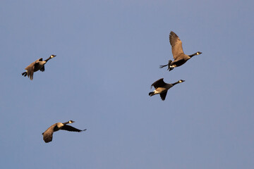 Kanadagänse im Flug