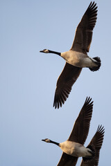 Kanadagänse im Flug