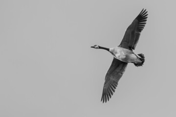 Kanadagans im Flug von unten