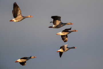 Graugänse im Flug