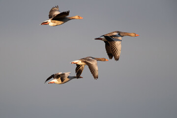 Graugänse im Flug
