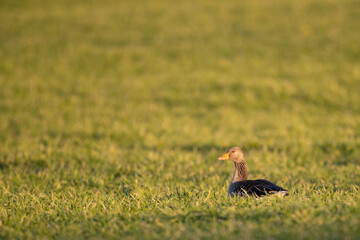 Eine Graugans liegt in der Sonne