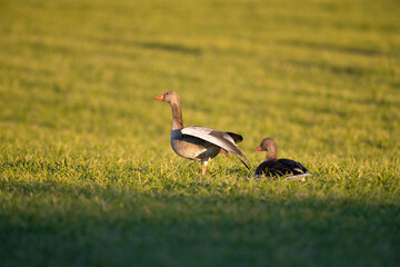 Ein Grauganspaar in der Abendsonne