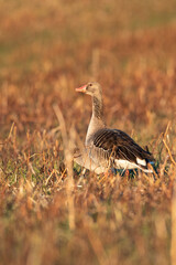 Eine Graugans in der Abendsonne