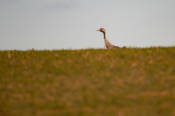 Ein Kranich auf einem Feld im Sonnenlicht