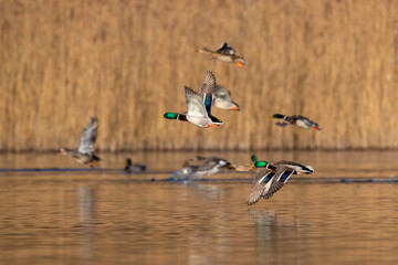 Stockenten im Flug