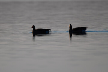 Ein Grauganspaar im Gegenlicht