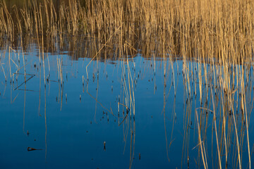 Schilfhalme spiegeln sich in der Wasseroberfläche