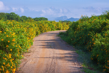 Dirt road in the mexican sunflower or Tithonia diversifolia field