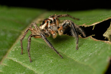Extreme macro shot of Jumping spider on leave background. Jumping spider is very small but have big eyes. Selective focus and free space for text.