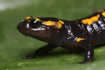 The head of a juvenile fire salamander in full detail 