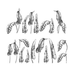 100_banana leaves_banana leaves, palm, set, graphic vector illustration on white background, black line, botanical illustration