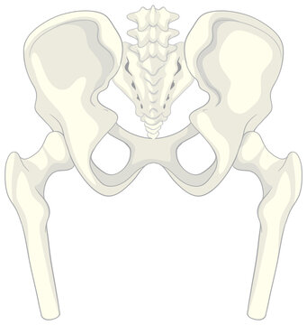 Anatomy human pelvis on white background