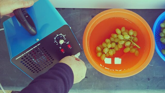 Time lapse bunch of grapes in a bowl with water with a round ozonating stone. Tubes leading to oxygen pump and ozone generator