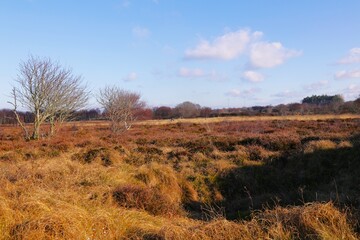 Blick auf die Duhner Heide in Cuxhaven an der Nordsee