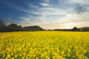 広大な菜の花畑