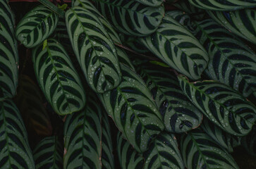 Fondo de hojas tropicales oscuro