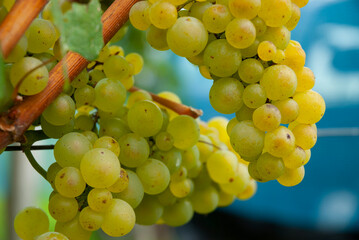 Weinrebeb Trauben Weiss