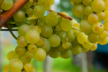 Weinrebeb Trauben Weiss