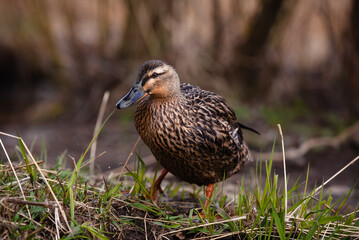 Female mallard duck standing on grass. Anas platyrhynchos.