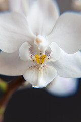 white orchid on a black background macro