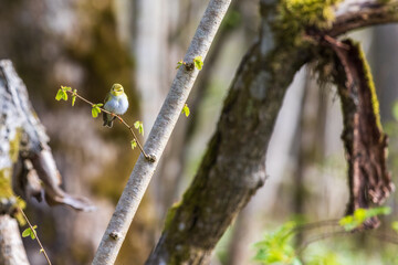 Willow warbler in the forest at springtime