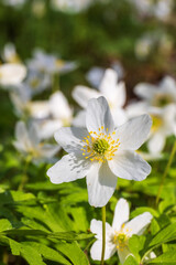 Wood anemone flower in the spring sun