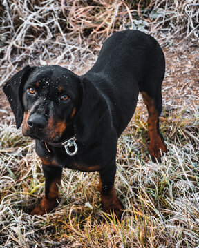 black Slovensk&yacute; Kopov puppy. Slovakia dog .
