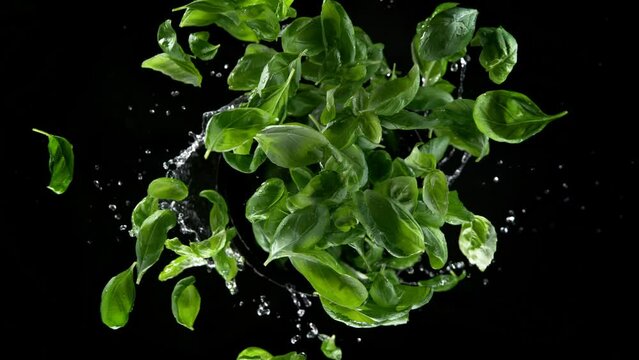 Super slow motion shot of rotating exploded fresh basil leaves and water on black at 1000fps.