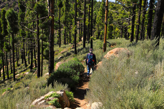 Hiking on the circular hiking trail "Llanos De La Pez" on Mountain "Pico De Las Nieves" Gran Canaria - Spain