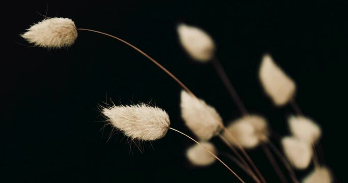 Dried bunny tail grass details on black background. Lagurus Ovatus, bunny tail grass, Hare's tail. Closeup of aesthetic dried grass in vase. Slow movement, 4K resolution.	