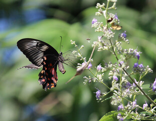 A black butterfly on some lavender flowers