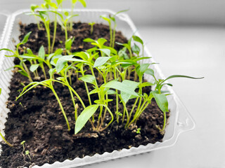 A seedling grown from seeds in a plastic container at home on the windowsill. 