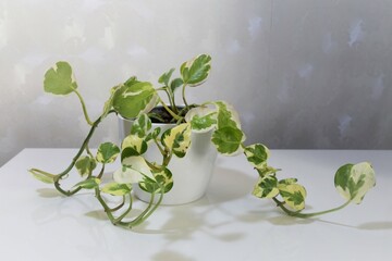 Epipremnum aureum, pothos pearls and jade. Houseplant with variegated white and green leaves....