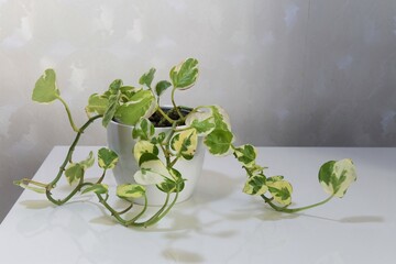 Epipremnum aureum, pothos pearls and jade. Houseplant with variegated white and green leaves. Isolated against a white background, in a white pot, in landscape orientation.