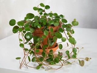 Peperomia pepperspot, string of coins, houseplant with circular round green leaves. The plant is in a terracotta pot, which green foliage, isolated against a white background.