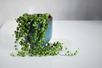 Senecio rowleyanus, string of pearls, houseplant with round green leaves in a blue ceramic pot....