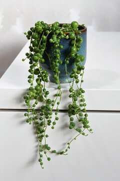Senecio rowleyanus, string of pearls, houseplant with round green leaves in a blue ceramic pot. Isolated on a white background, in portrait orientation.
