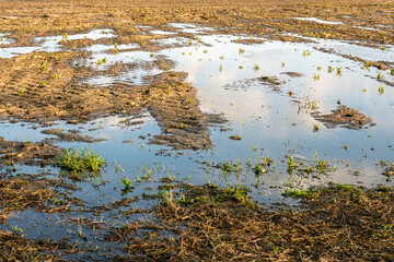 Dutch field with tire tracks and puddles of water. A lot of rain has fallen and the fertile clay soil is saturated with water. Climate change seems imminent now.