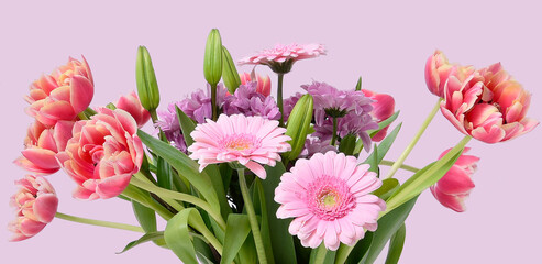 Composition with beautiful blooming Tulips and Barberton Daisy (Gerbera jamesonii) flowers on white background , pink colors