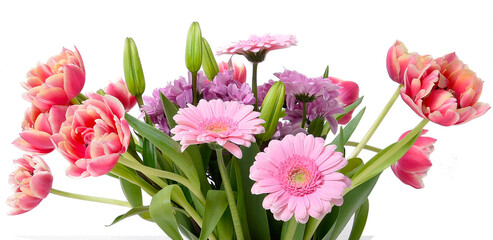 Composition with beautiful blooming Tulips and Barberton Daisy (Gerbera jamesonii) flowers on white background , pink colors