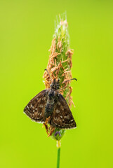 Dingy Skipper - Erynnis tages, small brown butterfly from European meadows and grasslands, White Carpathians, Czech Republic.
